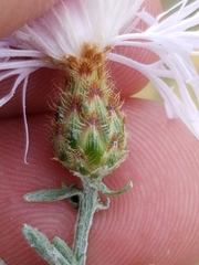 Centaurea ×psammogena