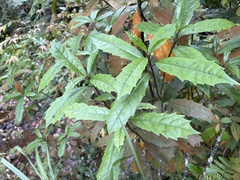 Aucuba chinensis, photograph (c) 黃美滿, some rights reserved (CC BY)