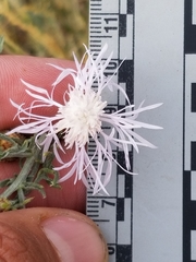 Centaurea ×psammogena