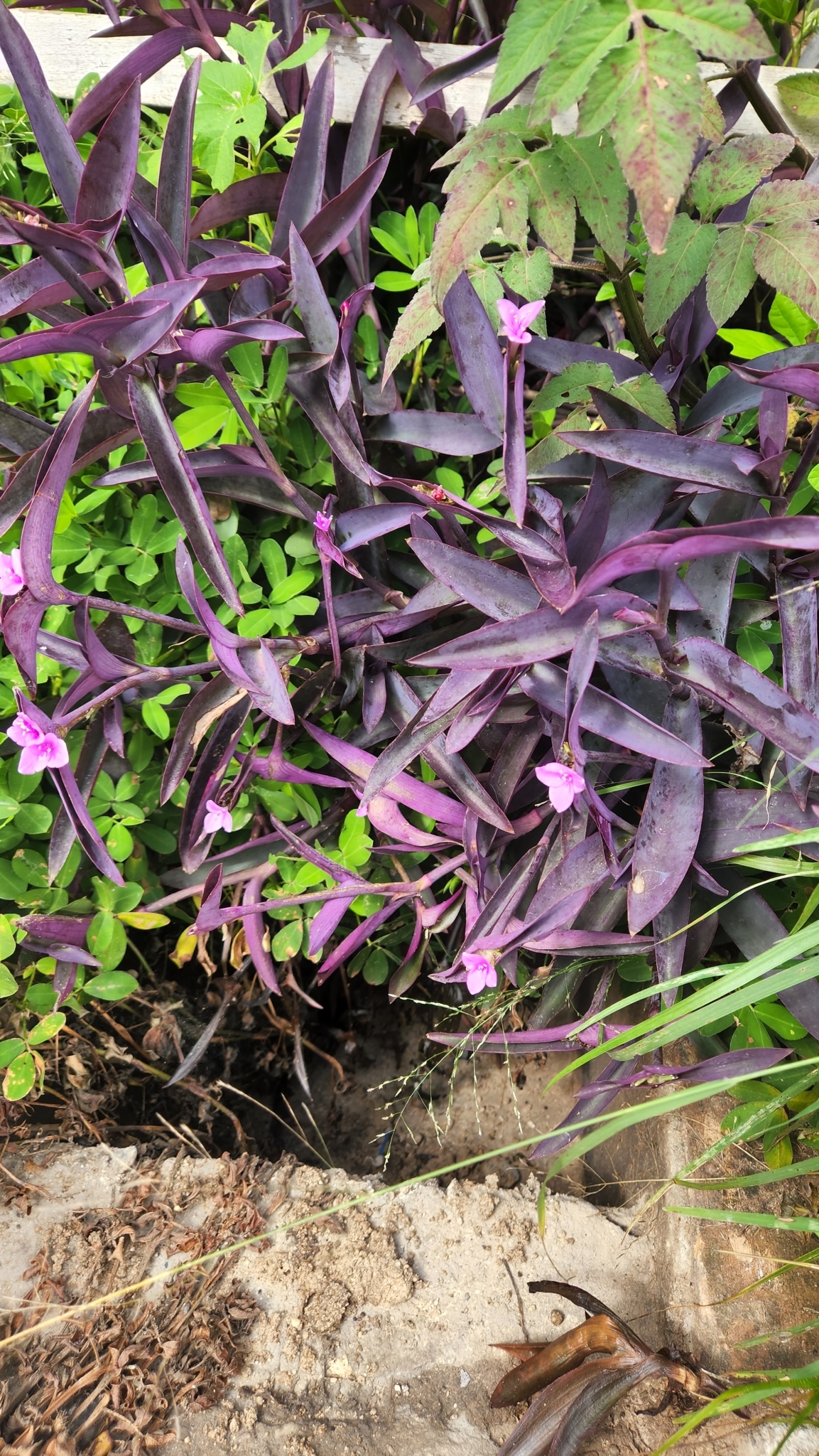 Tradescantia pallida