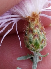 Centaurea ×psammogena