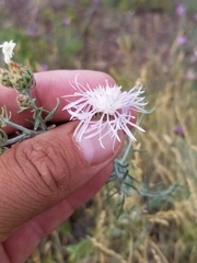 Centaurea ×psammogena