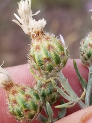 Centaurea ×psammogena