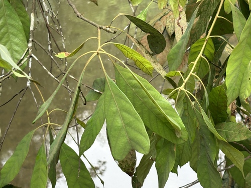 Chinese evergreen oak (Quercus pachyloma)