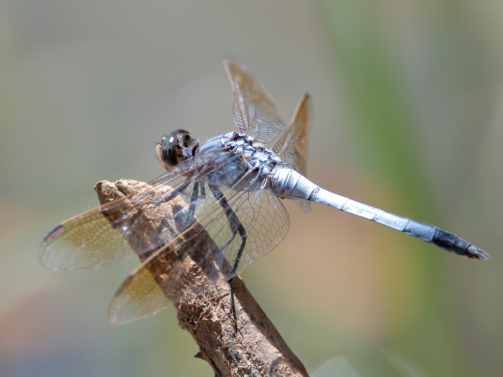 Blue Skimmer