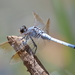 Blue Skimmer - Photo (c) Graham Winterflood, some rights reserved (CC BY-SA), uploaded by Graham Winterflood