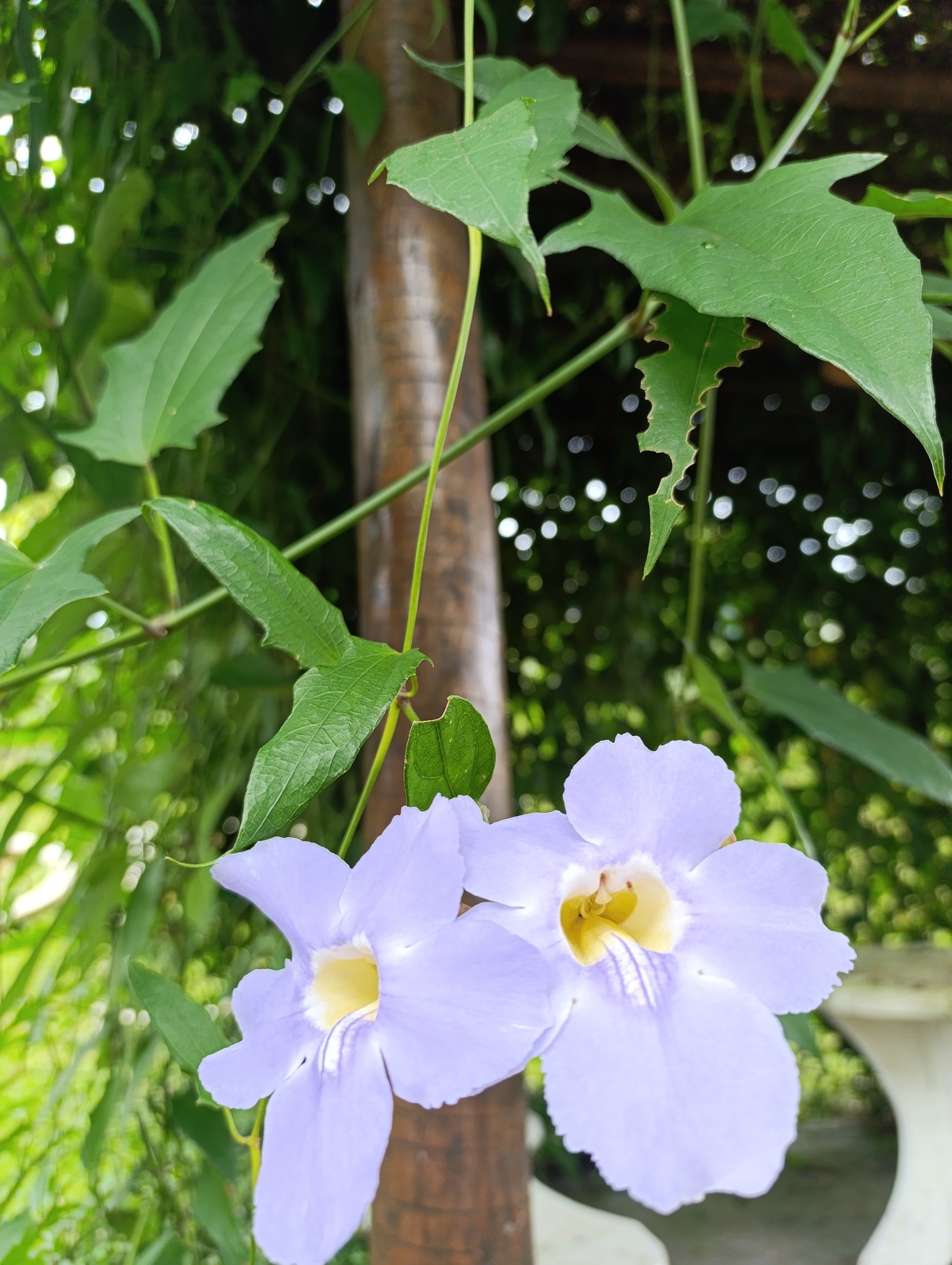 Thunbergia laurifolia