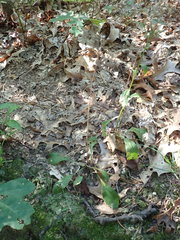 Sericocarpus asteroides