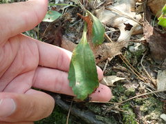 Sericocarpus asteroides