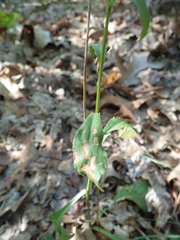 Sericocarpus asteroides