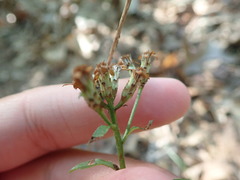 Sericocarpus asteroides