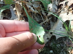 Sericocarpus asteroides