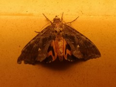 Lepidoptera