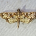 Assembly Moth - Photo (c) Kimberlie Sasan, some rights reserved (CC BY-ND), uploaded by Kimberlie Sasan