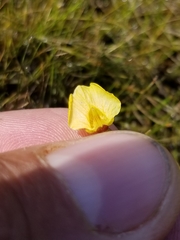 Utricularia ochroleuca