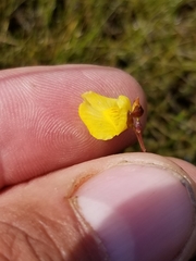 Utricularia ochroleuca