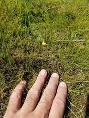 Utricularia ochroleuca
