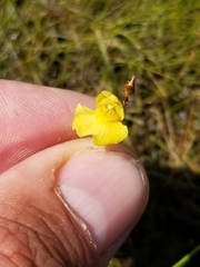 Utricularia ochroleuca