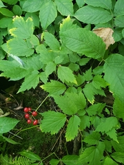 Actaea rubra rubra