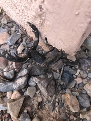 Mastigoproctus giganteus