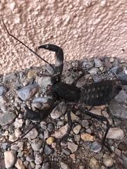 Mastigoproctus giganteus