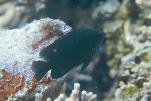 Burrough's damsel (Pomacentrus burroughi) — Pomacentridae — 4