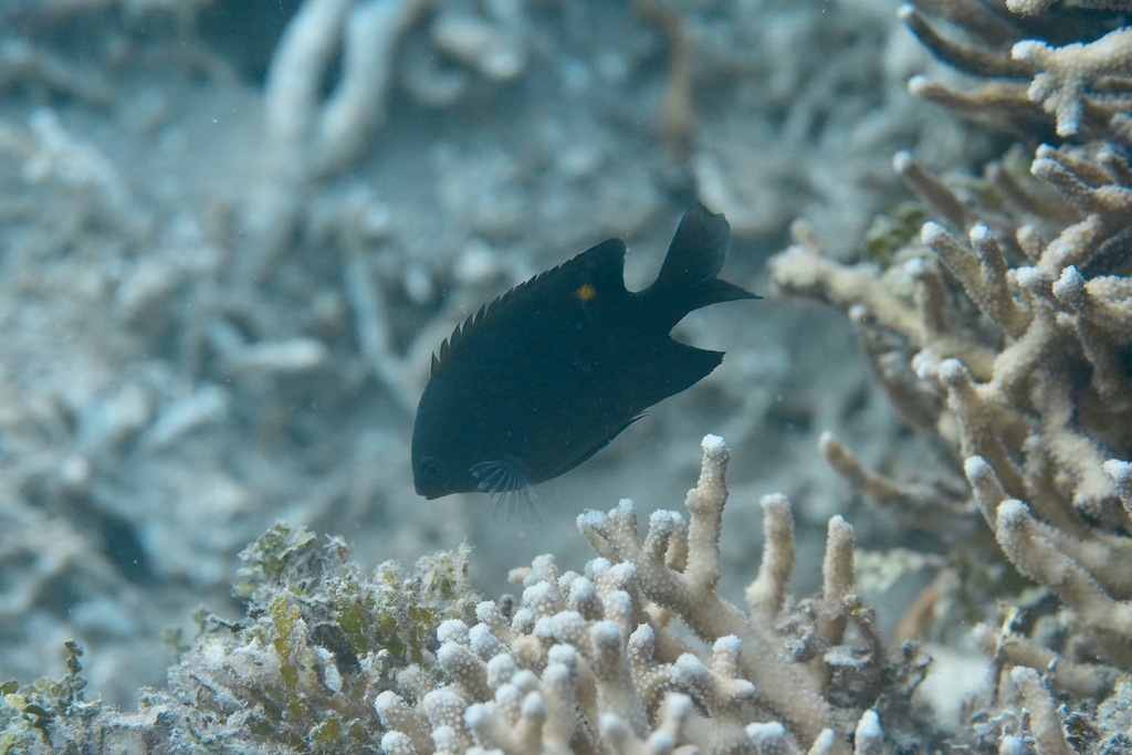 Burrough's damsel (Pomacentrus burroughi) — Pomacentridae