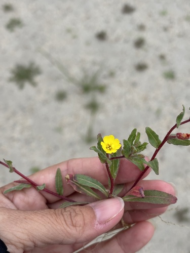 Camissoniopsis lewisii (Camissoniopsis lewisii)