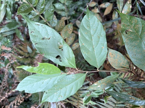 Styrax suberifolius (Styrax suberifolius)