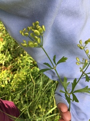Polytaenia nuttallii