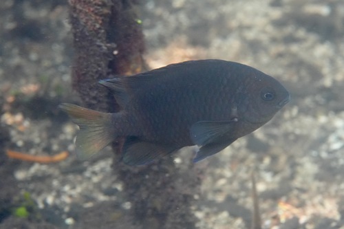 Brackish damsel (Pomacentrus taeniometopon) — Pomacentridae — 4