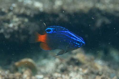 Brackish damsel (Pomacentrus taeniometopon) — Pomacentridae — 5