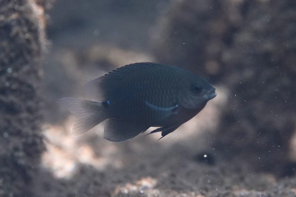 Threespot damsel (Pomacentrus tripunctatus) — Pomacentridae