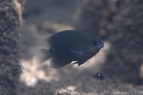 Driestippeljuffertje (Pomacentrus tripunctatus) — Pomacentridae