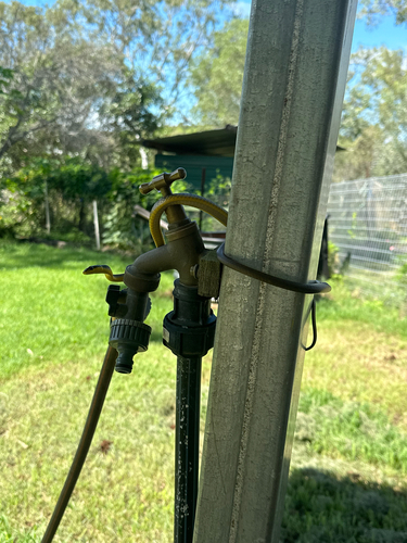 Common Tree Snake sighting