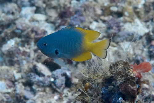 Blackmargined damsel (Pomacentrus nigromarginatus) — Pomacentridae — 3