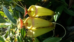 Nepenthes madagascariensis