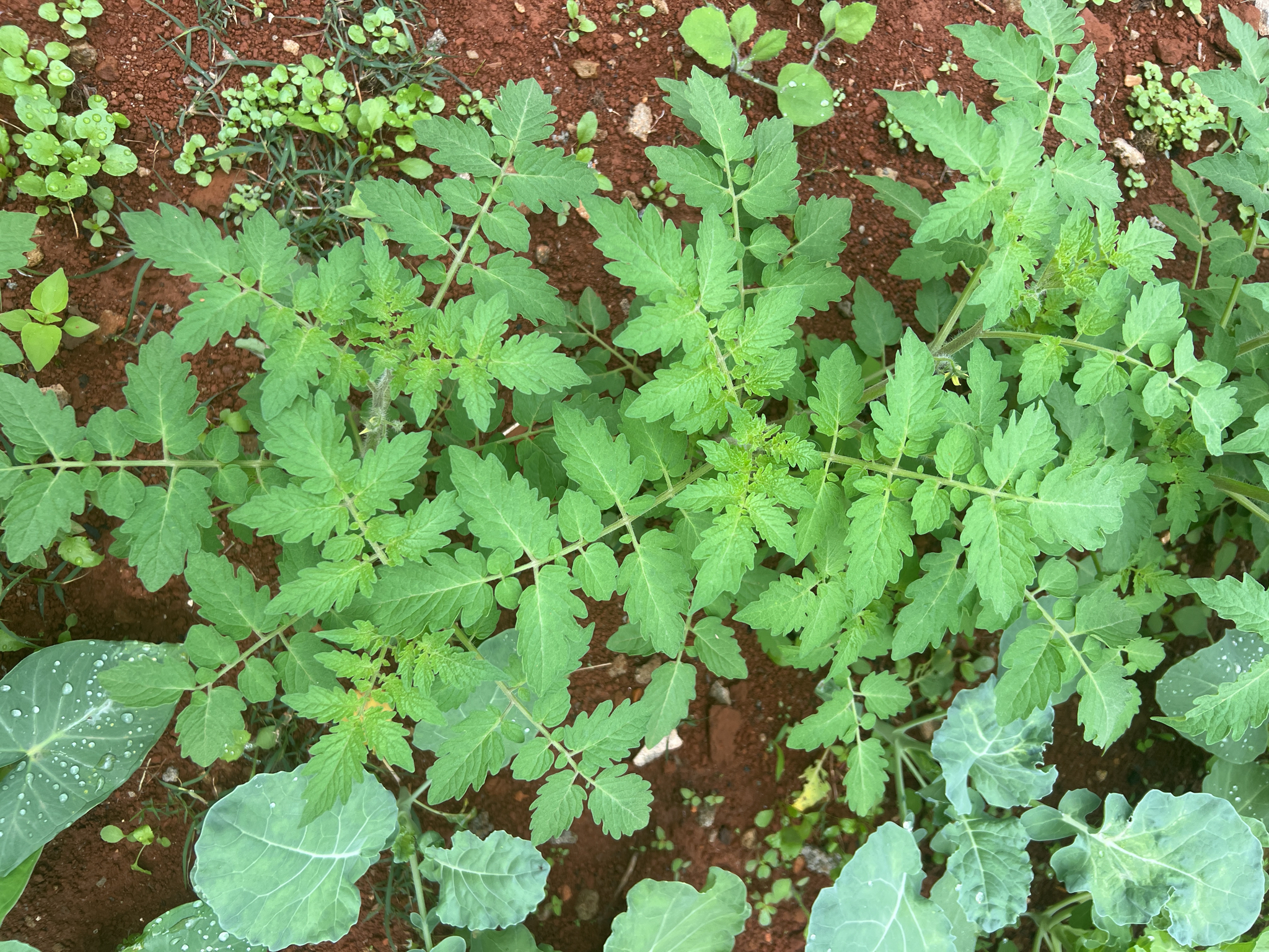 Solanum lycopersicum