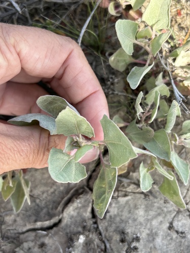 Silverscale saltbush (Atriplex argentea)