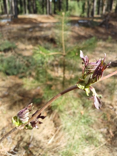 Image of Sambucus sibirica by (c) open_a_ir, some rights reserved (CC BY)