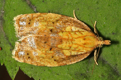 Acleris aurichalcana