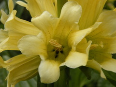 Gentiana burseri