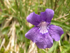 Pinguicula grandiflora