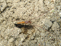 Tetragnatha cladognatha
