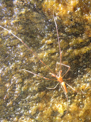 Tetragnatha cladognatha