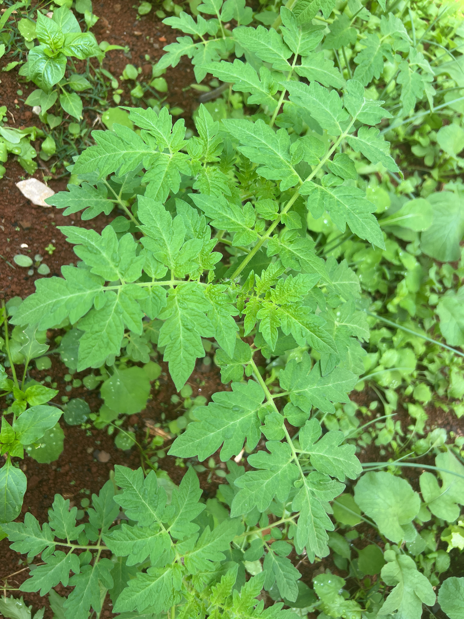 Solanum lycopersicum