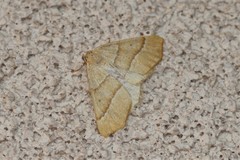 Destutia excelsa