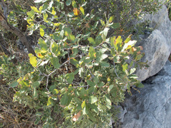 Quercus × undulata