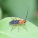 Braconid Wasps - Photo (c) Carolyn Gritzmaker, some rights reserved (CC BY-NC), uploaded by Carolyn Gritzmaker