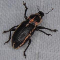 Eudiagogus